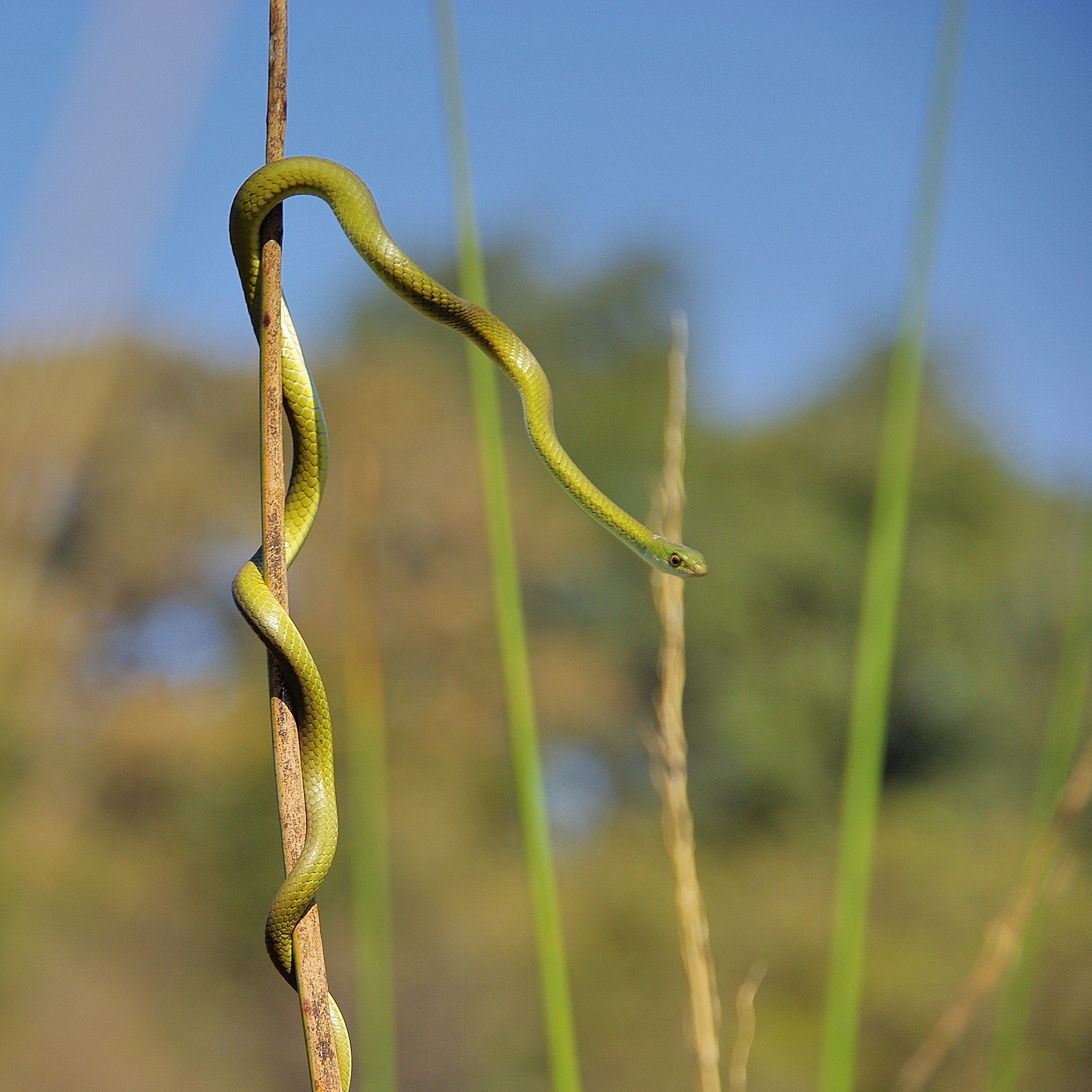 Couleuvre verte du genre Philothamnus, probablement Philothamnus angolensis (Angola green snake) ou Philothamnus irregularis, hologaster ou ornatus. Chief's Camp, Delta de l'Okavango, Botswana.